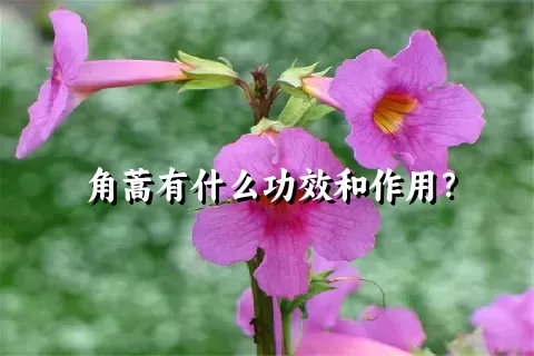 角蒿有什么功效和作用？