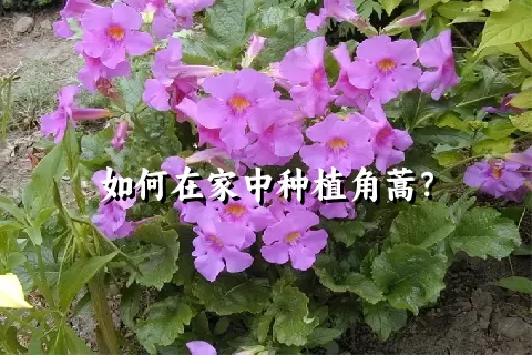 如何在家中种植角蒿？