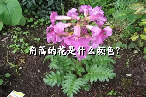 角蒿的花是什么颜色？