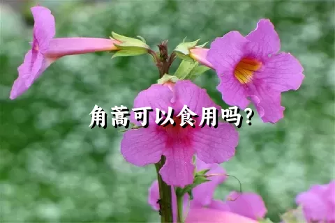 角蒿可以食用吗？