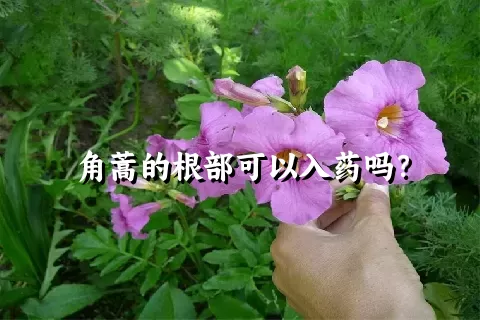 角蒿的根部可以入药吗？