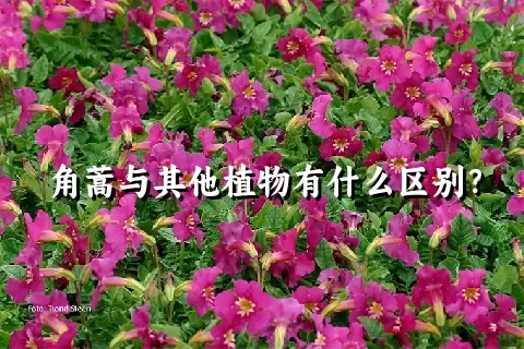 角蒿与其他植物有什么区别？