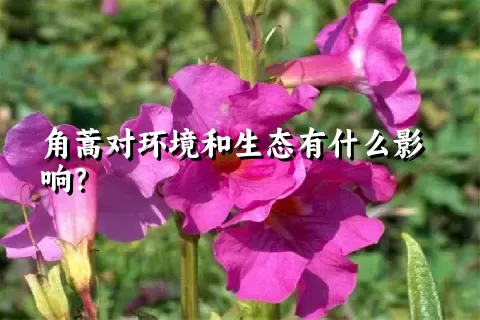 角蒿对环境和生态有什么影响？