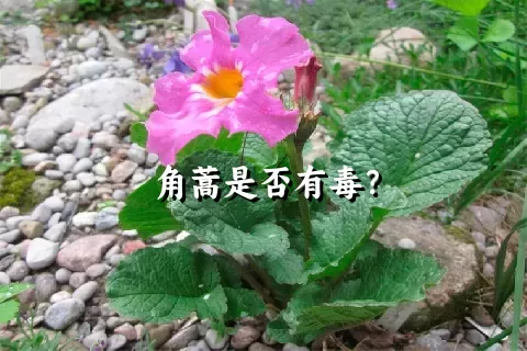 角蒿是否有毒？