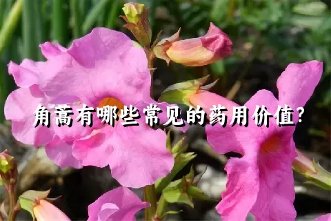 角蒿有哪些常见的药用价值？