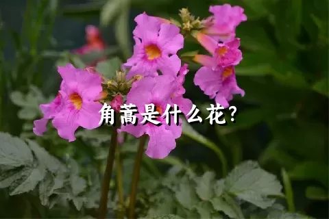 角蒿是什么花？