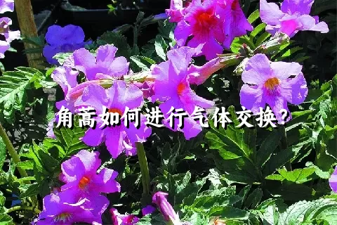 角蒿如何进行气体交换？