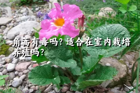 角蒿有毒吗？适合在室内栽培养殖吗？