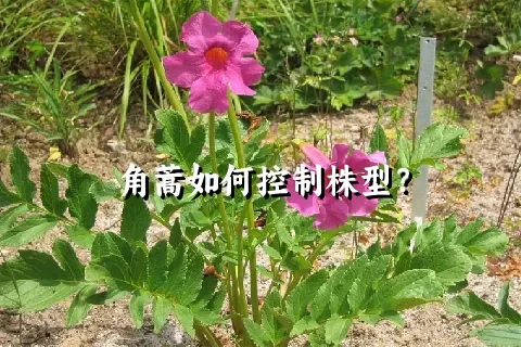 角蒿如何控制株型？