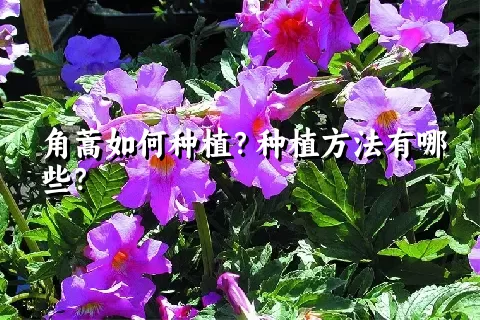 角蒿如何种植？种植方法有哪些？