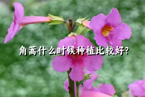 角蒿什么时候种植比较好？