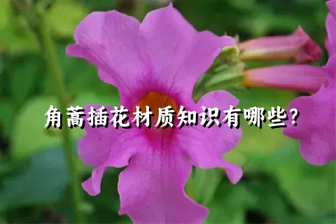 角蒿插花材质知识有哪些？