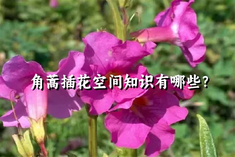 角蒿插花空间知识有哪些？