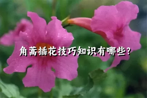 角蒿插花技巧知识有哪些？