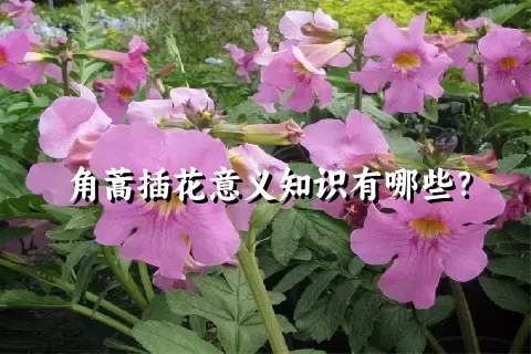 角蒿插花意义知识有哪些？