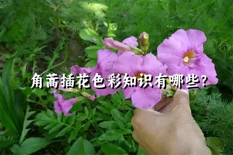 角蒿插花色彩知识有哪些？