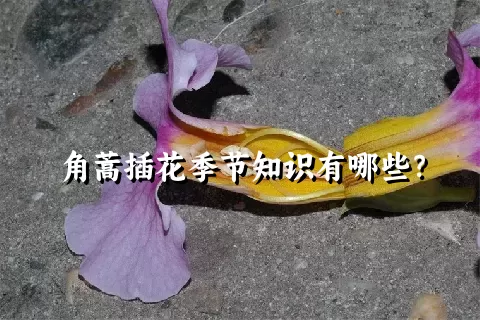 角蒿插花季节知识有哪些？