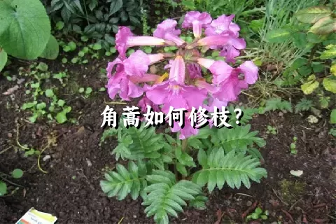 角蒿如何修枝？