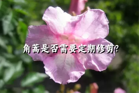 角蒿是否需要定期修剪？