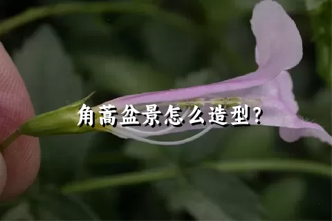 角蒿盆景怎么造型？