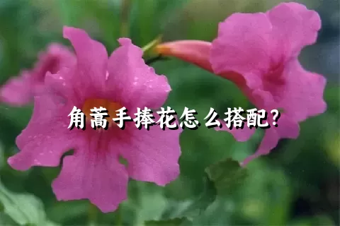 角蒿手捧花怎么搭配？