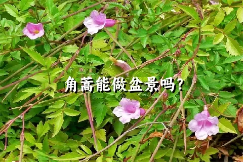 角蒿能做盆景吗？