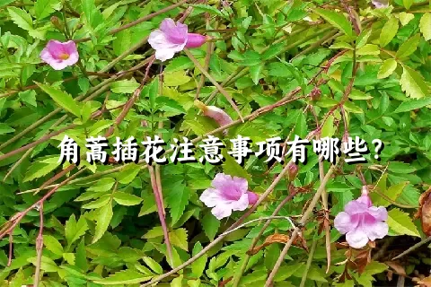 角蒿插花注意事项有哪些？