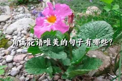 角蒿花语唯美的句子有哪些？