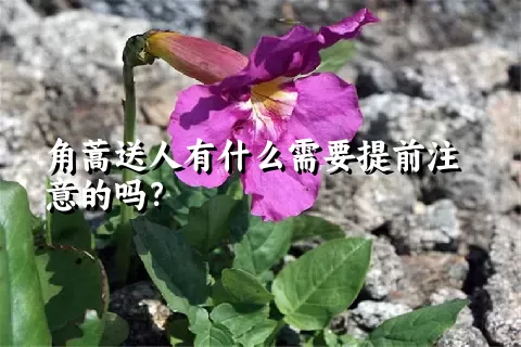 角蒿送人有什么需要提前注意的吗？