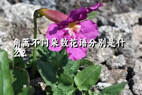 角蒿不同朵数花语分别是什么？