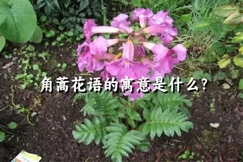 角蒿花语的寓意是什么？