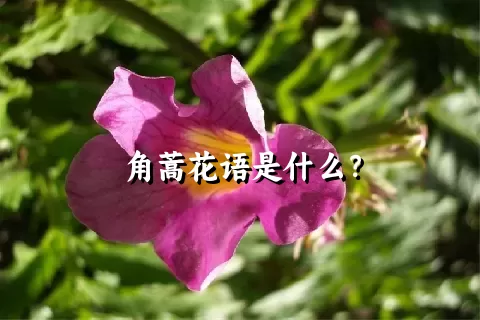 角蒿花语是什么？