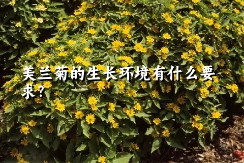 美兰菊的生长环境有什么要求？