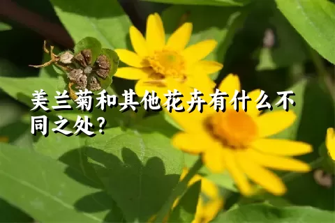 美兰菊和其他花卉有什么不同之处？