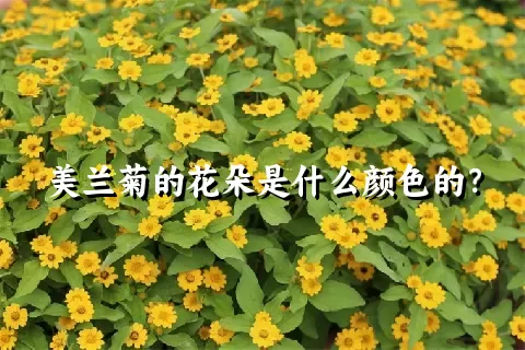 美兰菊的花朵是什么颜色的？