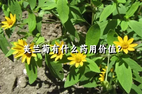 美兰菊有什么药用价值？