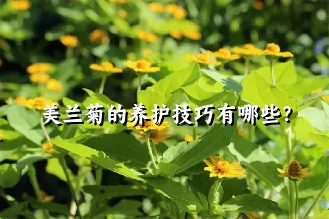 美兰菊的养护技巧有哪些？