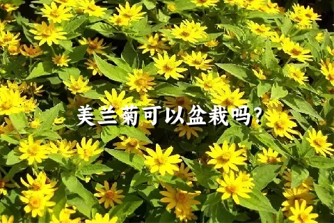 美兰菊可以盆栽吗？