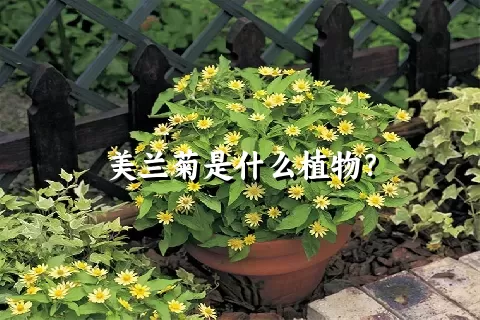 美兰菊是什么植物？