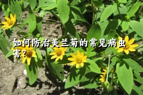 如何防治美兰菊的常见病虫害？