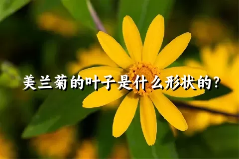 美兰菊的叶子是什么形状的？