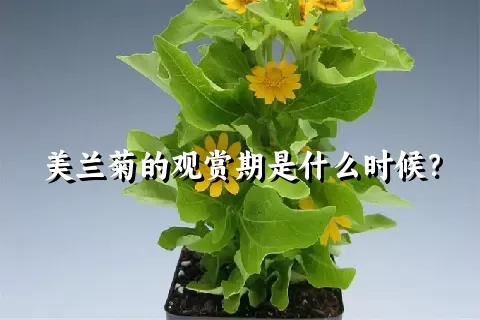 美兰菊的观赏期是什么时候？