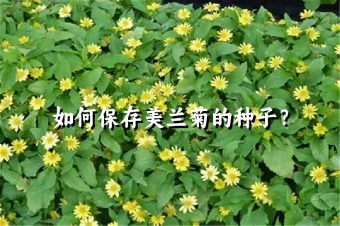 如何保存美兰菊的种子？