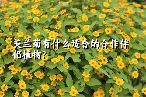 美兰菊有什么适合的合作伴侣植物？