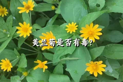 美兰菊是否有毒？