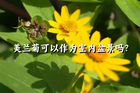 美兰菊可以作为室内盆景吗？