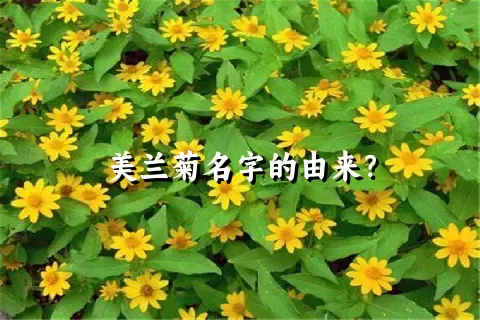 美兰菊名字的由来？