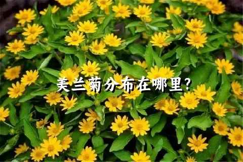 美兰菊分布在哪里?