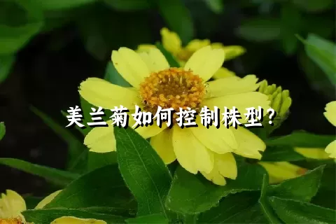 美兰菊如何控制株型？