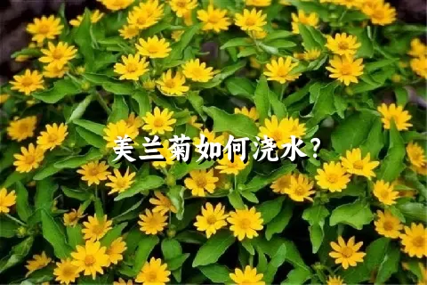 美兰菊如何浇水？